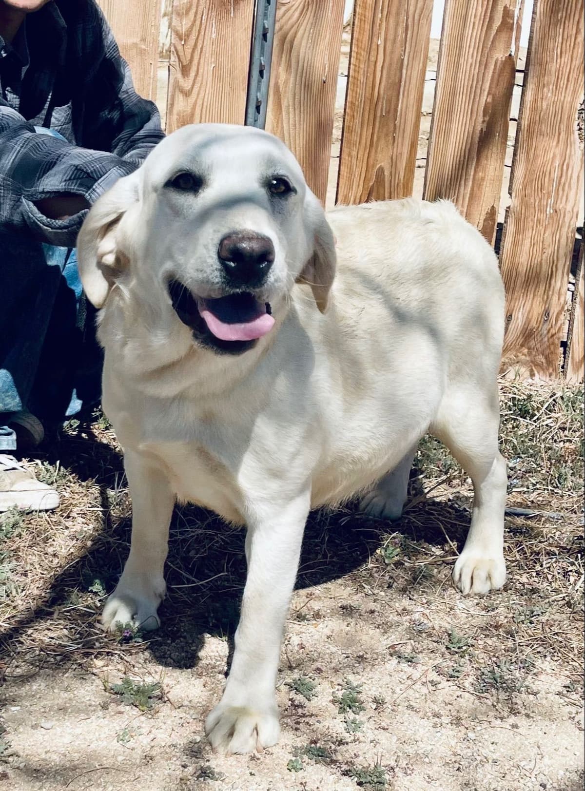 White Labrador Retriever Male breeder image 7