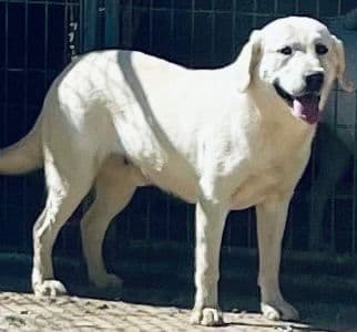 White Labrador Retriever Male breeder image 6