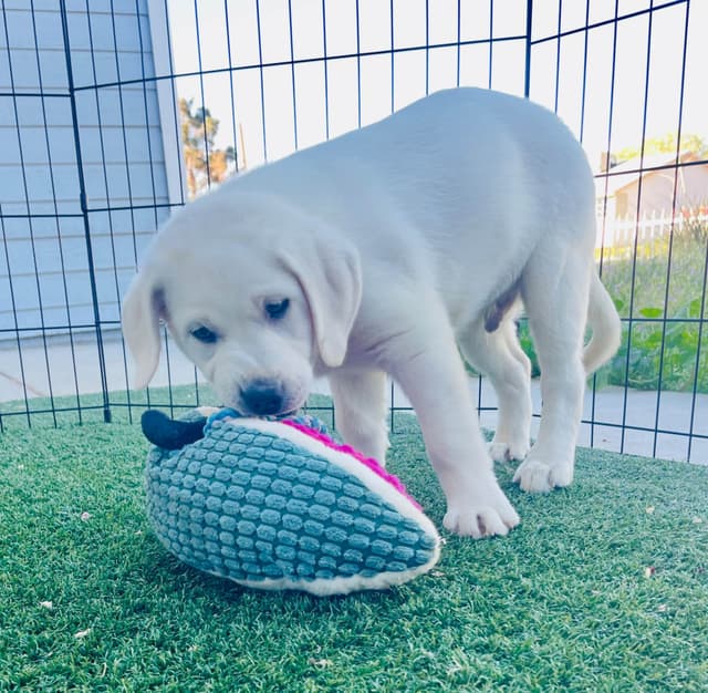 White Labrador Retriever Male media 5
