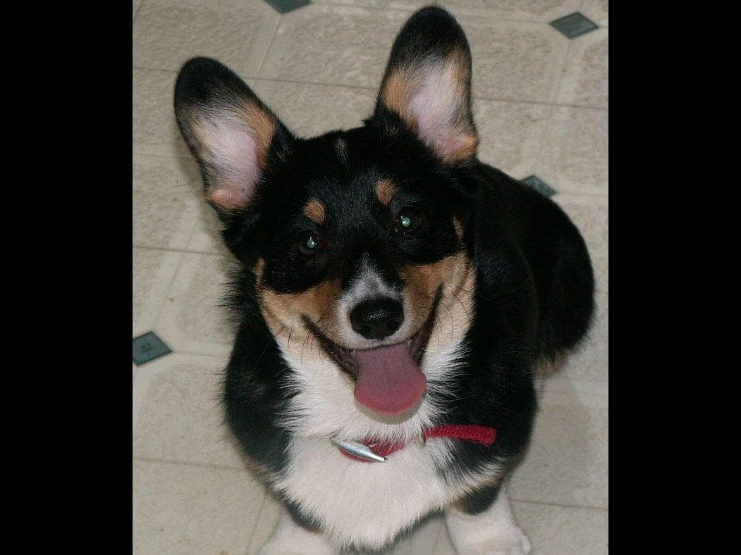 Pembroke Welsh Corgi Puppies breeder image 1