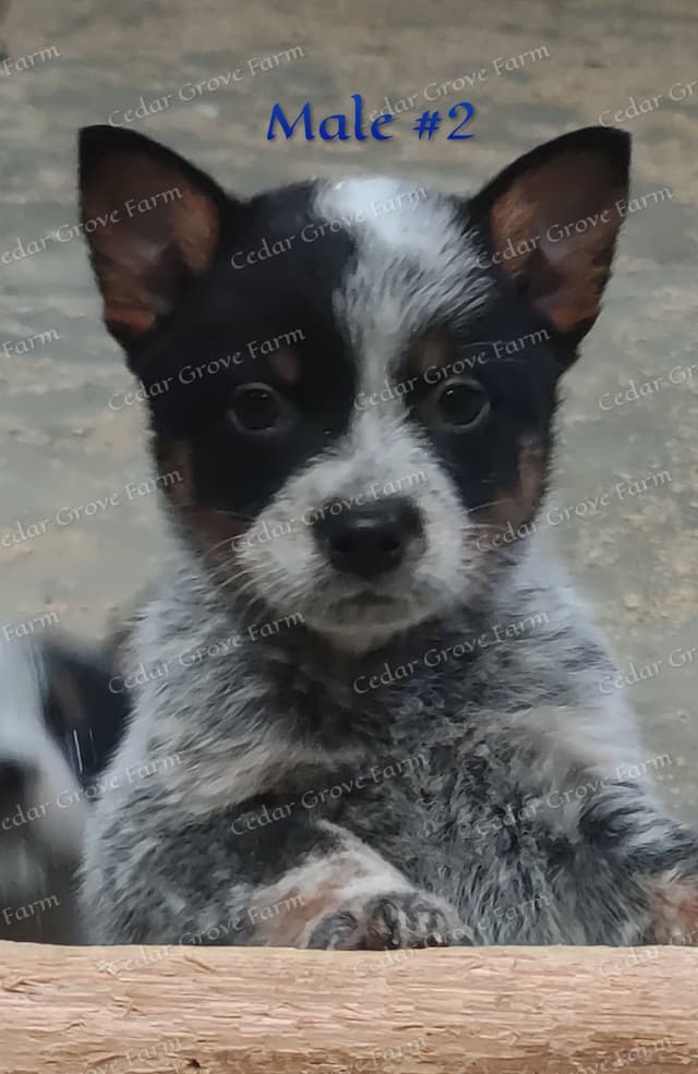 Australian Cattle Dog Puppies media 2