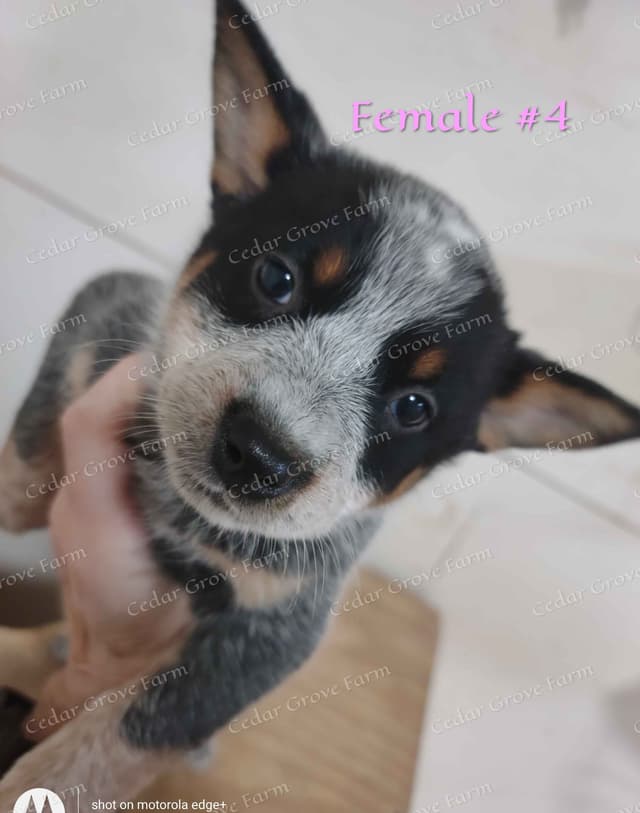 Australian Cattle Dog Puppies media 3