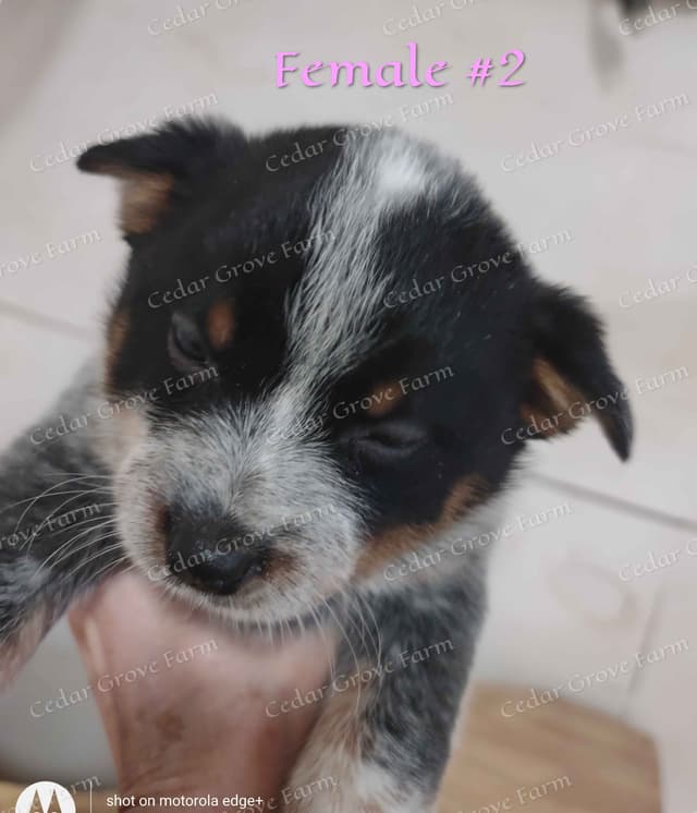 Australian Cattle Dog Puppies media 4