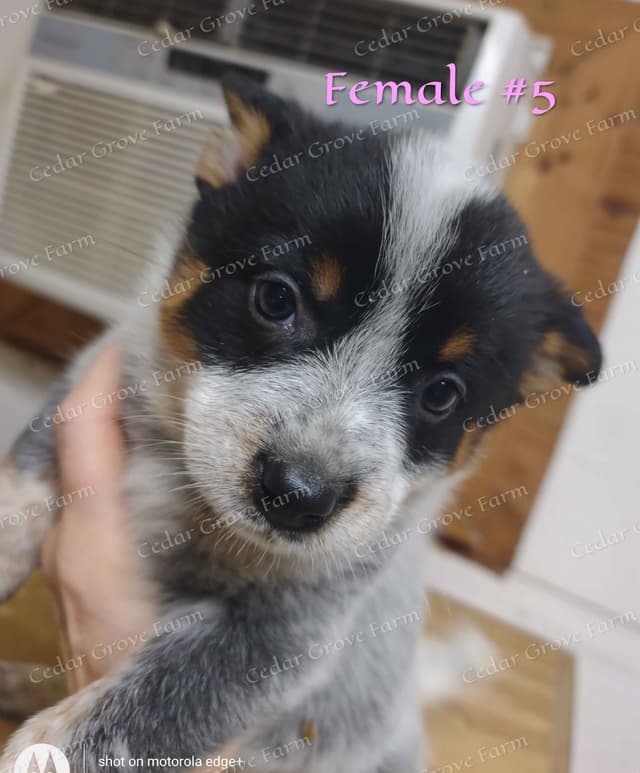 Australian Cattle Dog Puppies media 5