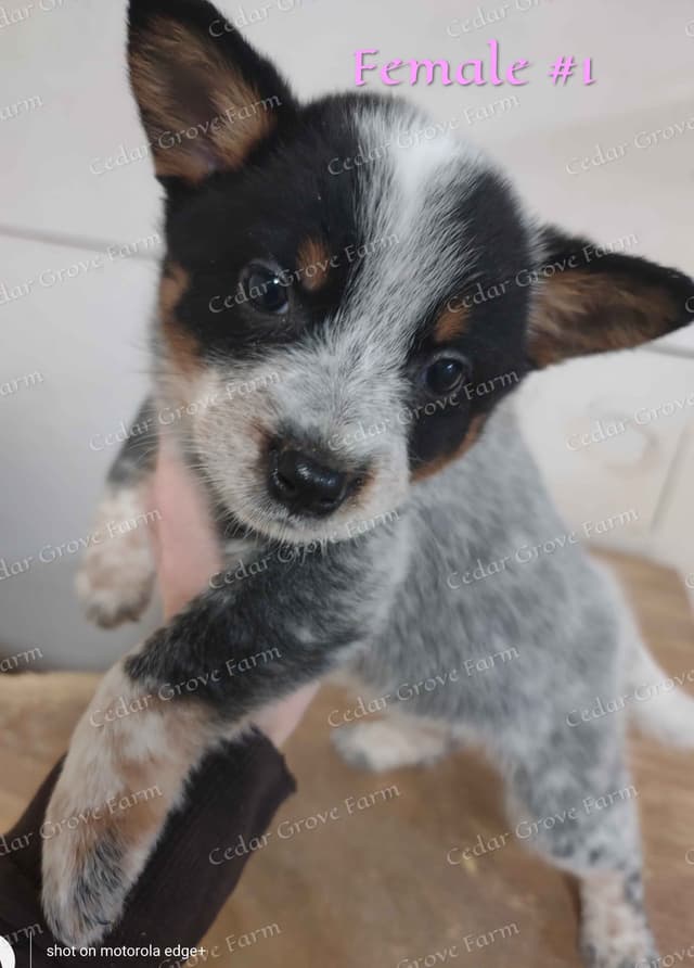 Australian Cattle Dog Puppies media 6