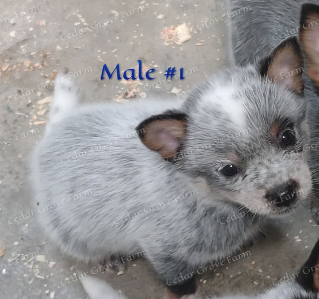 Australian Cattle Dog Puppies media 7