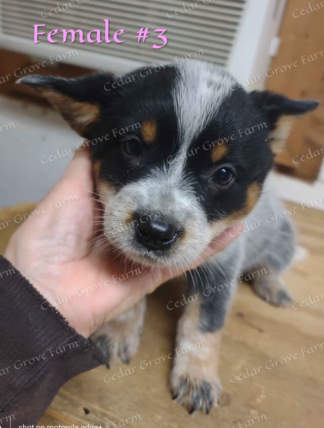 Australian Cattle Dog Puppies media 8