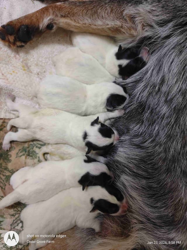 Australian Cattle Dog Puppies media 9
