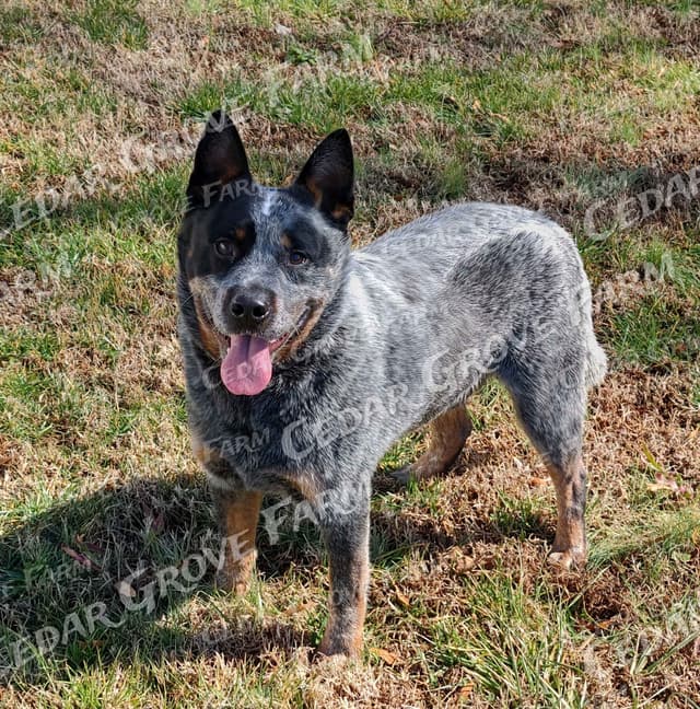 Australian Cattle Dog Puppies media 10