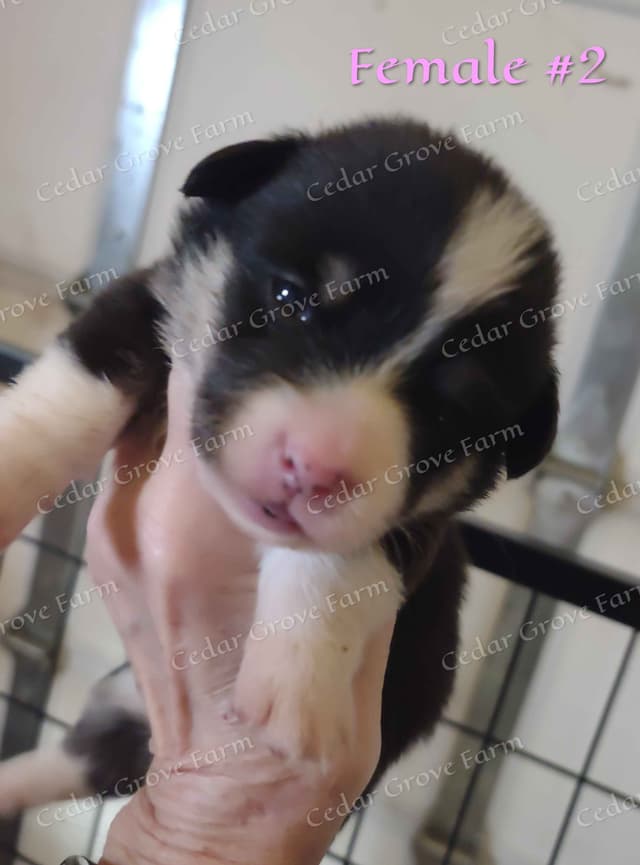 Pembroke Welsh Corgi Puppies media 2