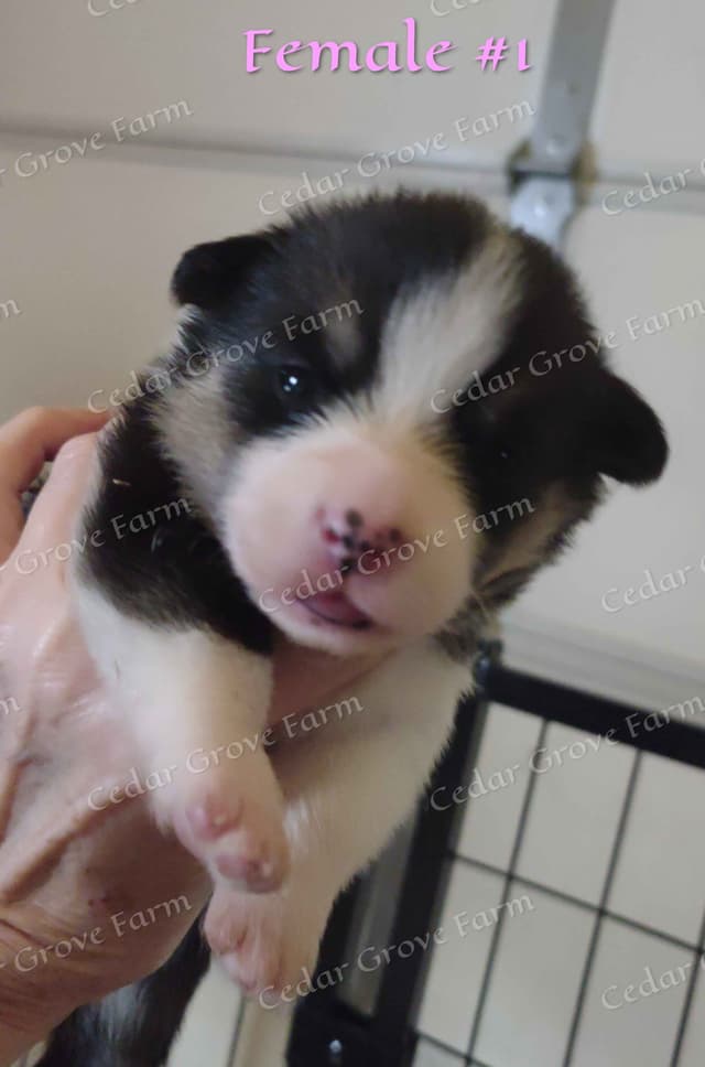 Pembroke Welsh Corgi Puppies media 3
