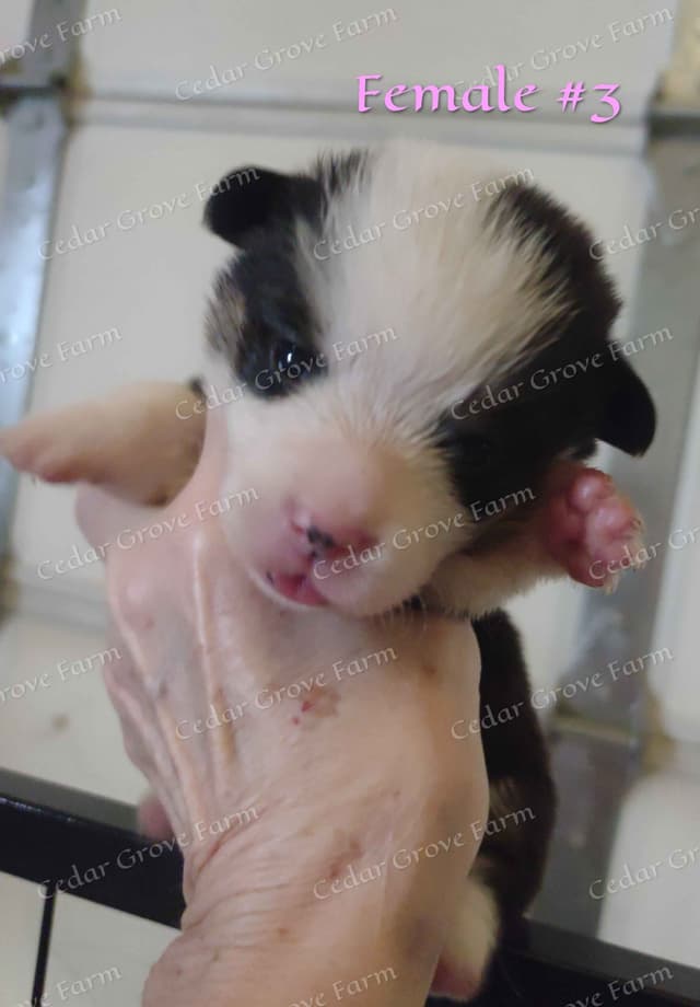 Pembroke Welsh Corgi Puppies media 4