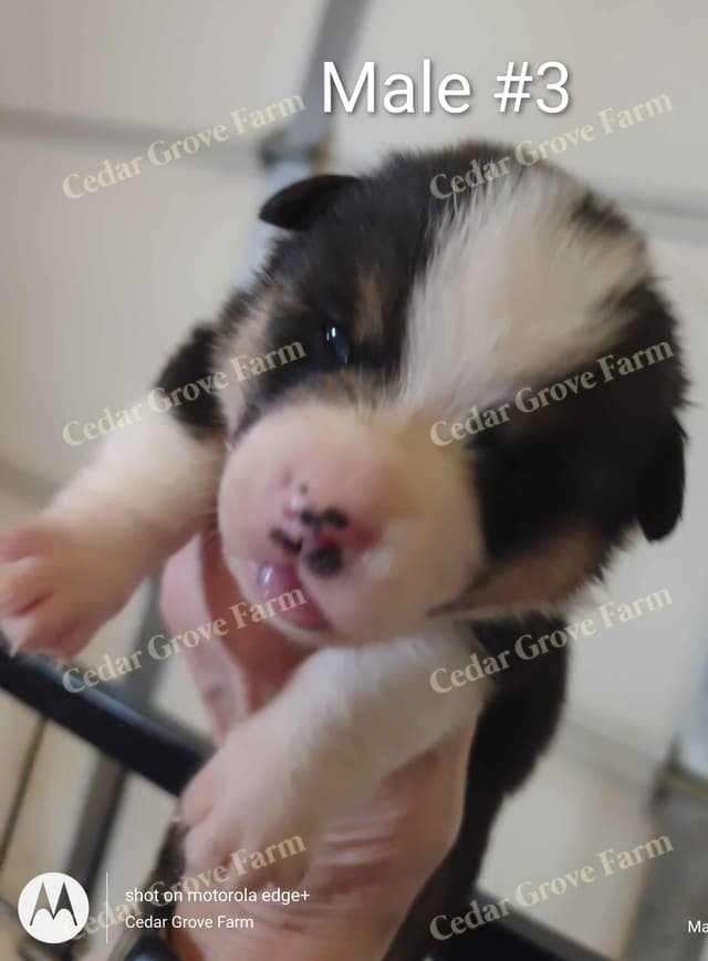 Pembroke Welsh Corgi Puppies media 5