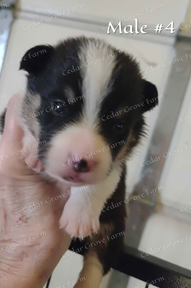 Pembroke Welsh Corgi Puppies media 6
