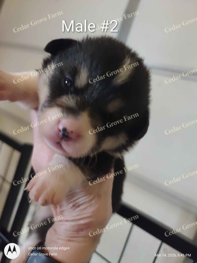 Pembroke Welsh Corgi Puppies media 7