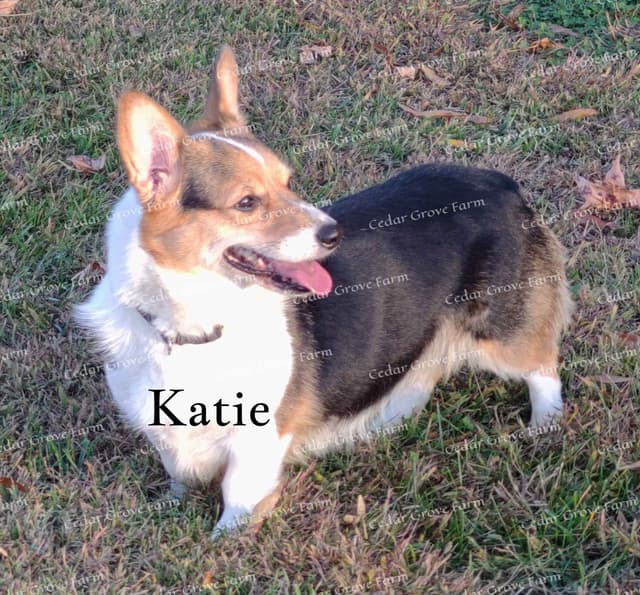 Pembroke Welsh Corgi Puppies media 8