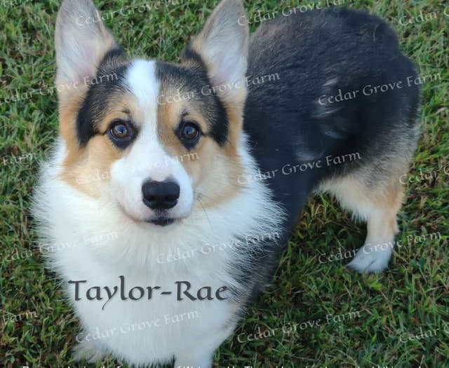 Pembroke Welsh Corgi Puppies media 9
