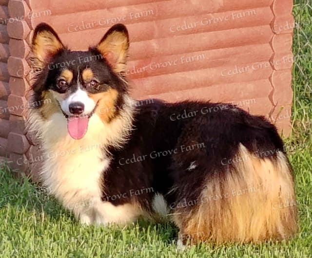 Pembroke Welsh Corgi Puppies media 8