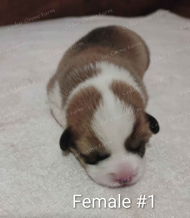 Pembroke Welsh Corgi Puppies media 3