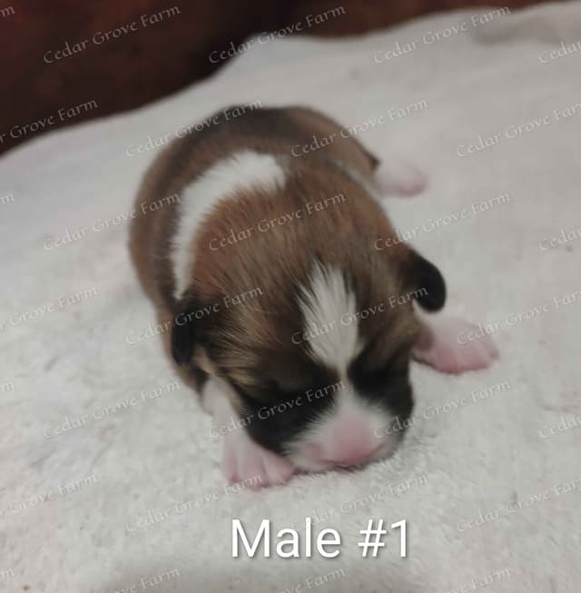 Pembroke Welsh Corgi Puppies media 7
