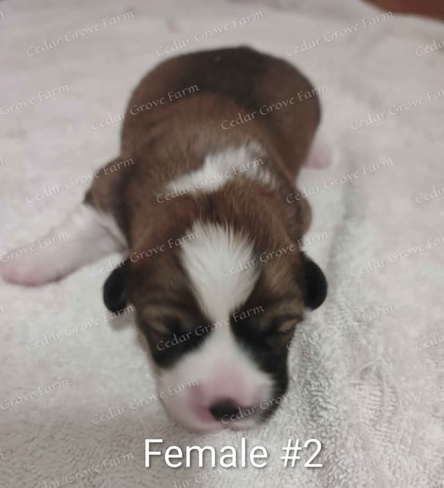 Pembroke Welsh Corgi Puppies media 5