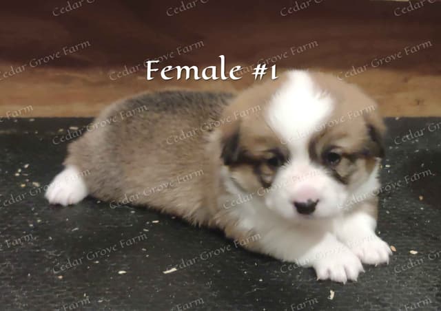 Pembroke Welsh Corgi Puppies media 2