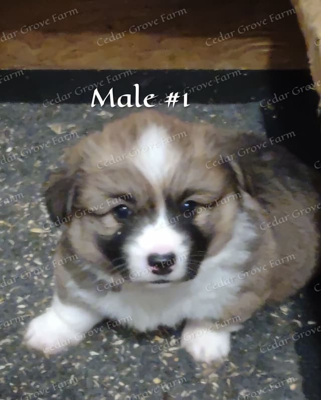 Pembroke Welsh Corgi Puppies media 6