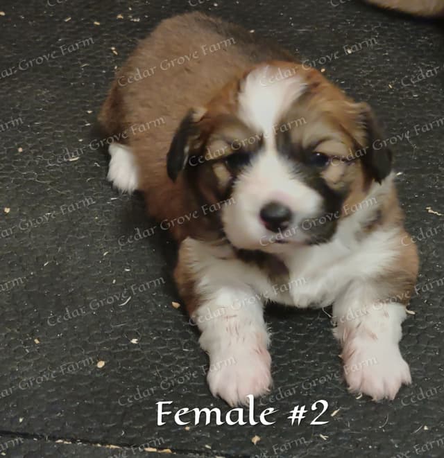 Pembroke Welsh Corgi Puppies media 4