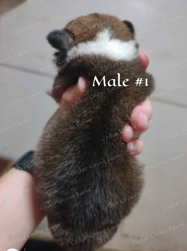 Pembroke Welsh Corgi Puppies media 2