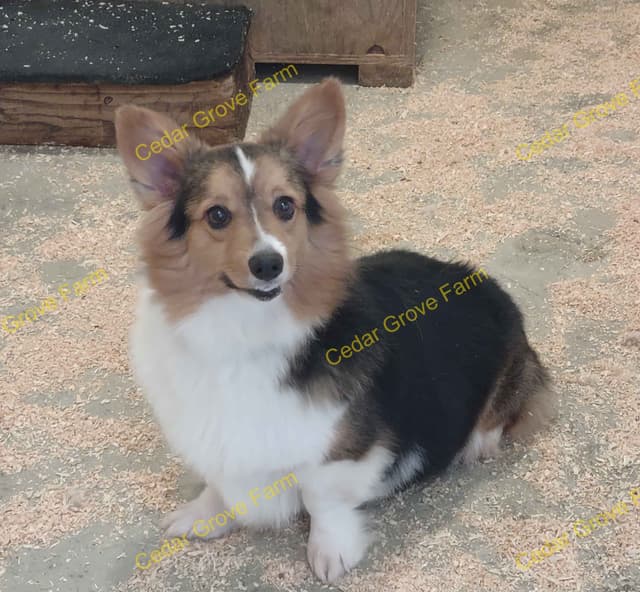 Pembroke Welsh Corgi Puppies media 3