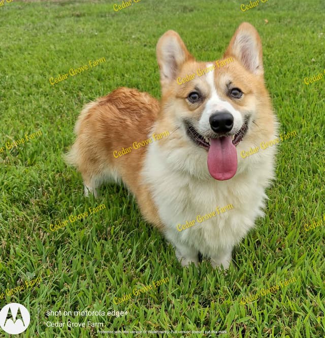 Pembroke Welsh Corgi Puppies media 4