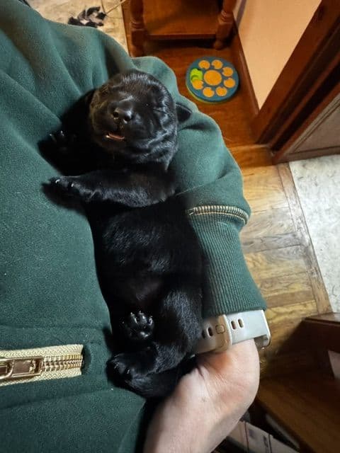Labrador Puppies in New Hampshire media 2