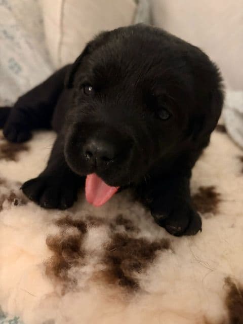 Labrador Puppies in New Hampshire media 3