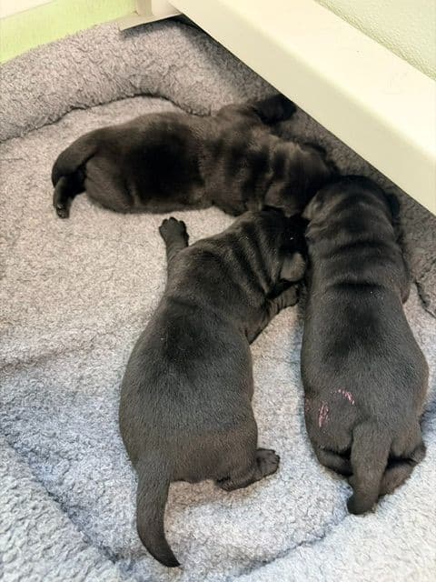 Labrador Puppies in New Hampshire media 4