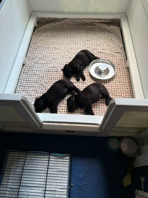Labrador Puppies in New Hampshire media 6