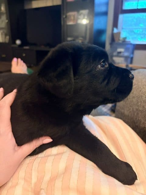 Labrador Puppies in New Hampshire media 5