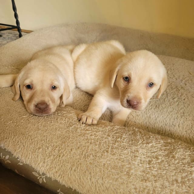 Reduced! Labrador Retriever Puppies media 3