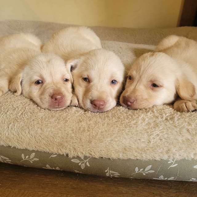 Reduced! Labrador Retriever Puppies media 4