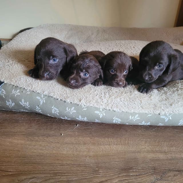 Reduced! Labrador Retriever Puppies media 5
