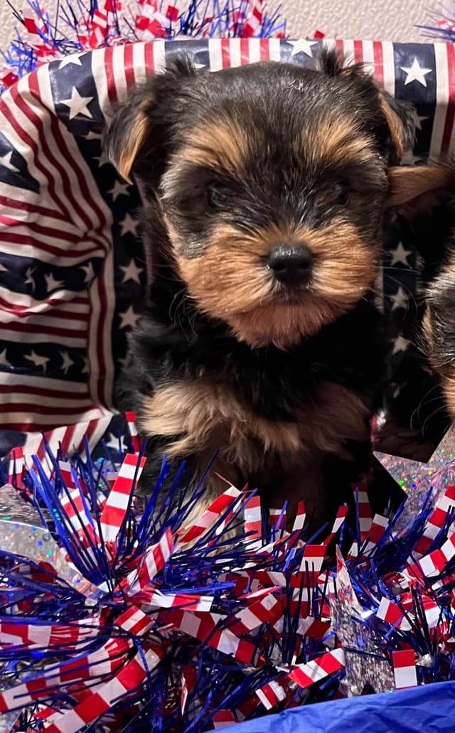 Yorkshire Terrier Puppies (Yorkies) media 4