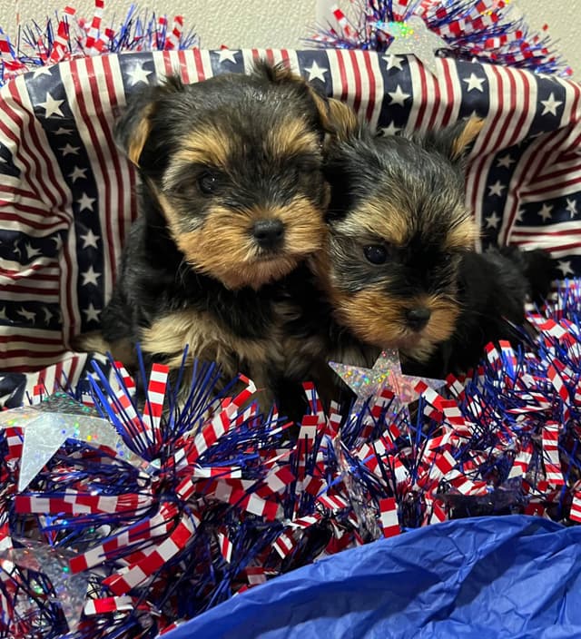 Yorkshire Terrier Puppies (Yorkies) media 5