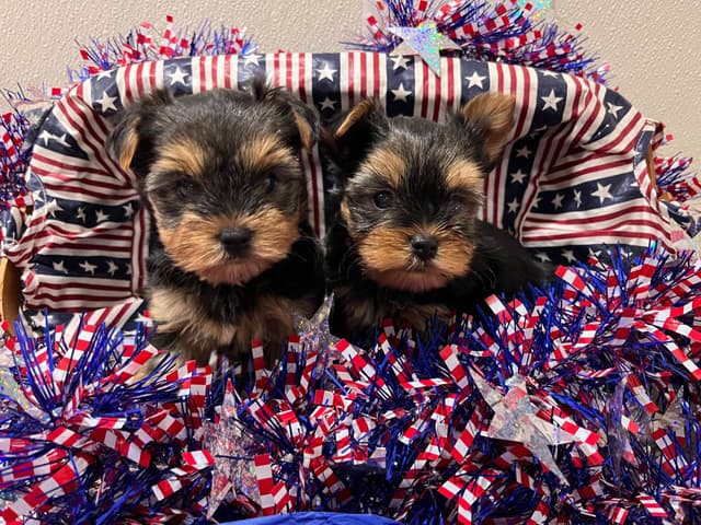 Yorkshire Terrier Puppies (Yorkies) media 3