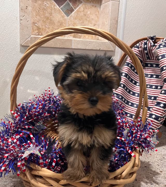 Yorkshire Terrier Puppies (Yorkies) media 2