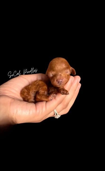 Toy Poodle breeder image 1