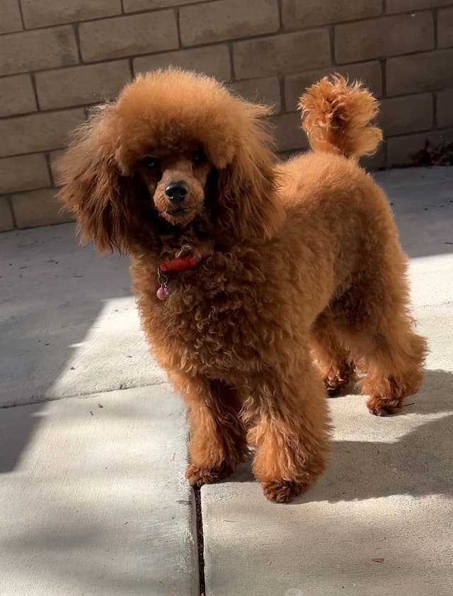 Toy Poodle media 3