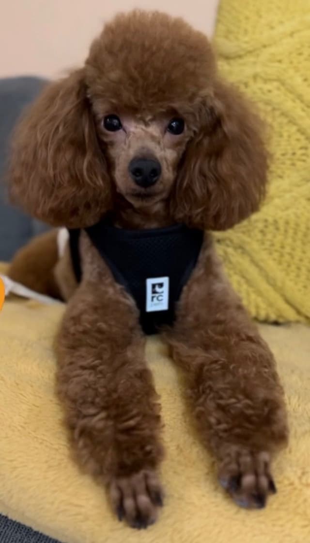 Toy Poodle media 4