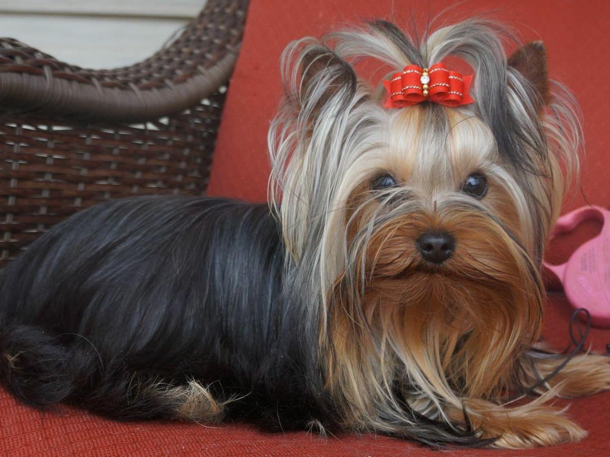 Yorkshire Terrier Puppies breeder image 3