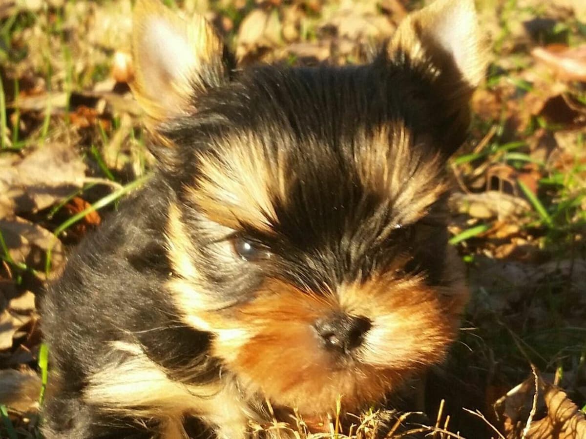 Yorkshire Terrier Puppies breeder image 1