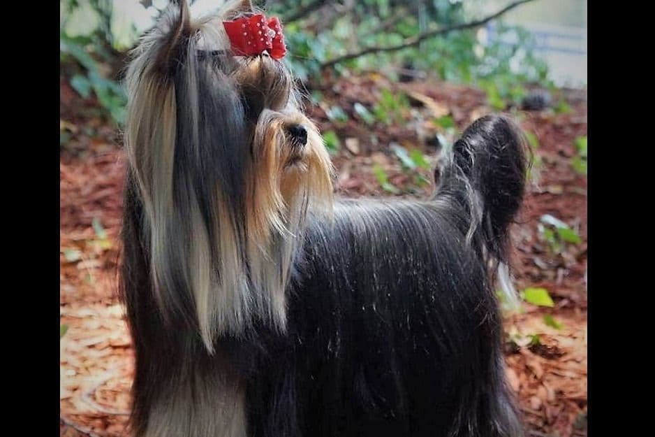 Yorkshire Terrier Puppies breeder image 4