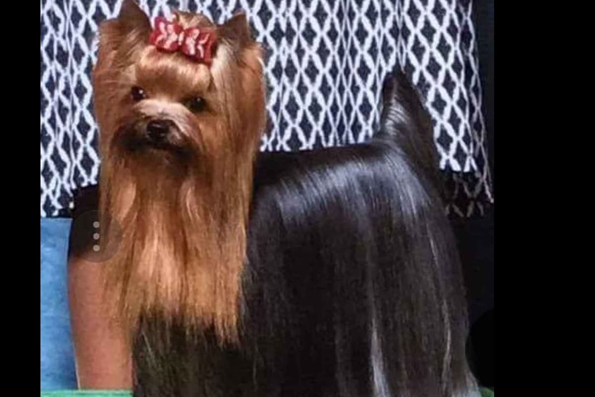 Yorkshire Terrier Puppies breeder image 5